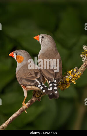 Timor oriental Zebra finch curieux à la paire Banque D'Images