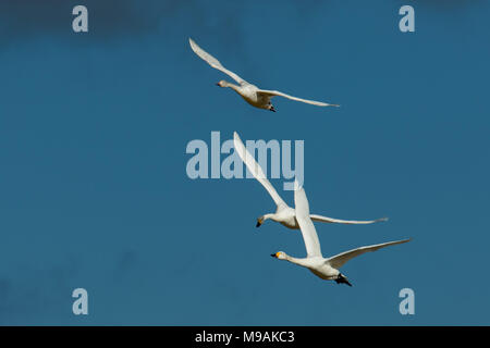 Bewicks Swans flying et engagés dans la bataille de l'air Banque D'Images