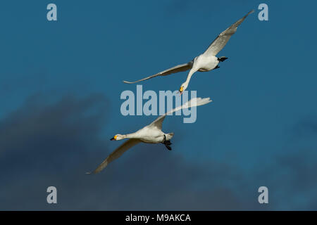 Bewicks Swans flying et engagés dans la bataille de l'air Banque D'Images