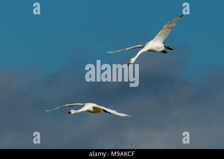 Bewicks Swans flying et engagés dans la bataille de l'air Banque D'Images