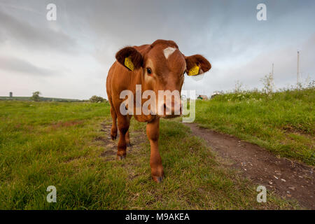 Veau Highland curieux au marais d'OARE, Faversham, Kent, UK. Banque D'Images