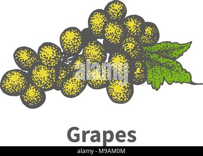 Les raisins mûrs de vigne jaune vert feuille Illustration de Vecteur