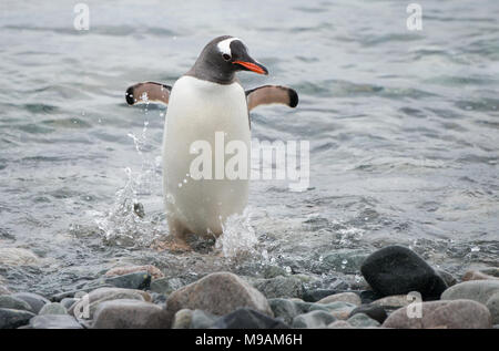 Une Gentoo pingouin (Pygoscelis papua) fonctionne sur le rivage à la hâte, ayant été effrayé par une fourrure dans l'Antarctique Banque D'Images