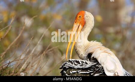 Stork (Mycteria leucocephala peint) Banque D'Images