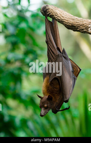 Malayan flying fox Banque D'Images