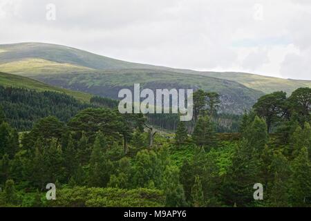 Glen Affric, souvent décrit comme la plus belle glen en Ecosse, contient l'une des plus grandes pinèdes calédoniennes antique en Ecosse. Banque D'Images