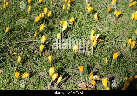 Crocus jaune sur une pelouse. Banque D'Images