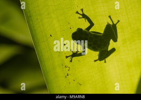 Imiter un poison frog (Ranitomeya imitateur) dans un bromélia dans la jungle péruvienne. Par contre-jour un flash externe qu'une silhouette est visible. Banque D'Images