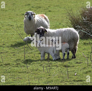 Agneaux de printemps avec des brebis ou moutons sur la colline en Irlande Banque D'Images