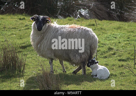 Agneaux de printemps avec des brebis ou moutons sur la colline en Irlande Banque D'Images