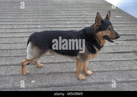 Chien berger allemand de race croisée rottweiler Banque D'Images