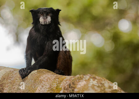 A ce moment à saddleback (fuscicollis Saguinus) du Pérou, ces petits singes sont souvent observés dans les groupes à travers les arbres. Banque D'Images