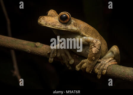 Une grenouille d'arbre (rusty Boana boans) est l'un des plus gros arbre de la grenouilles netropics, ils ne descendent vers le sol pour se reproduire. Banque D'Images