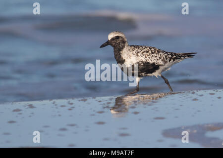 Pluvier argenté en plumage nuptial le long de la mer. Banque D'Images