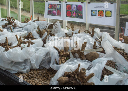 Les tubercules de Dahlia à vendre au printemps Banque D'Images