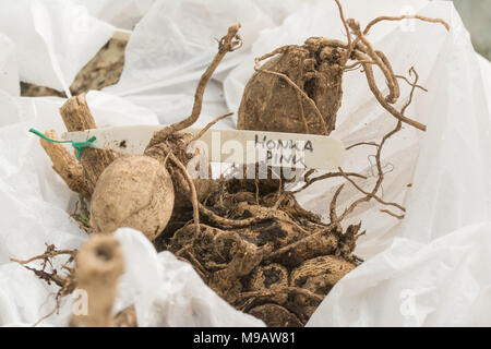 Les tubercules de Dahlia à vendre au printemps Banque D'Images