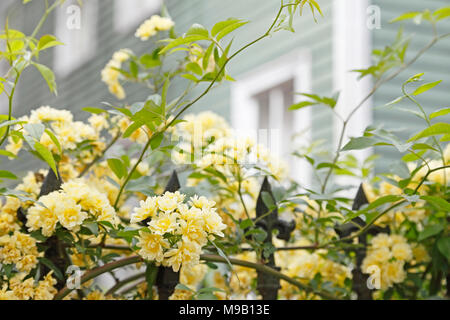 Rosa banksiae Lutea - Lady Banks Rose - Avril Banque D'Images