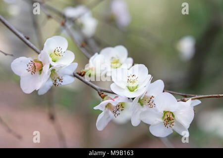 Chaenomeles speciosa Toyo-Nishiki - flowering quince - Février Banque D'Images