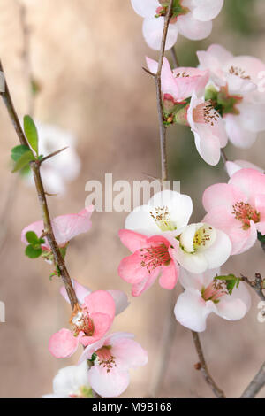 Chaenomeles speciosa Toyo-Nishiki - flowering quince - Février Banque D'Images