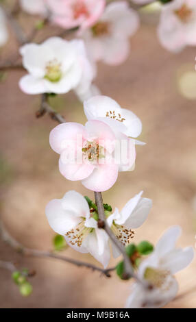 Chaenomeles speciosa Toyo-Nishiki - flowering quince - Février Banque D'Images