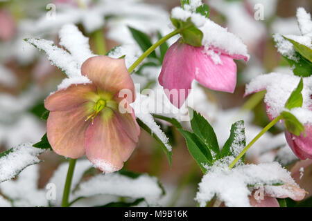 Helleborus - Lanten rose couverte de neige Banque D'Images