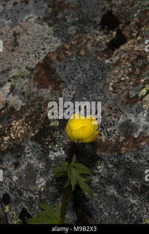 Floraison Globeflower près de Honningsvåg qui est la ville la plus au nord de la Norvège et de la passerelle pour les touristes à Cap Nord. Banque D'Images