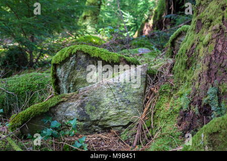 Il s'agit d'une mousse couverts rock se trouve à la base de l'arbre dans la forêt Gwydyr Banque D'Images