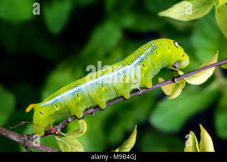 Oleander Hawk Moth chenille grimpant sur la plante pour eatting leaves photo avec flash à l'extérieur de l'éclairage. Banque D'Images