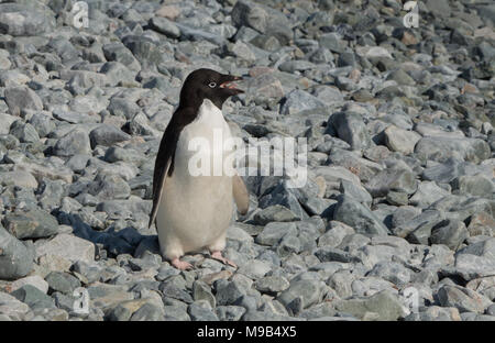 Un manchot Adélie (Pygoscelis adeliae) Comité permanent sur les roches dans l'Antarctique Banque D'Images