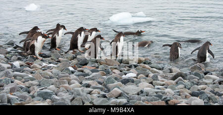 Un groupe de manchots papous (Pygoscelis papua) font leur chemin dans la mer dans l'Antarctique Banque D'Images