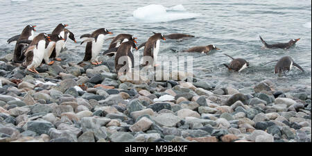 Un groupe de manchots papous (Pygoscelis papua) font leur chemin dans la mer dans l'Antarctique Banque D'Images