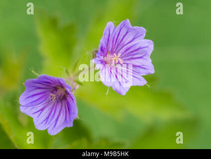 Un plan macro sur une paire de petites fleurs géranium vivace. Banque D'Images