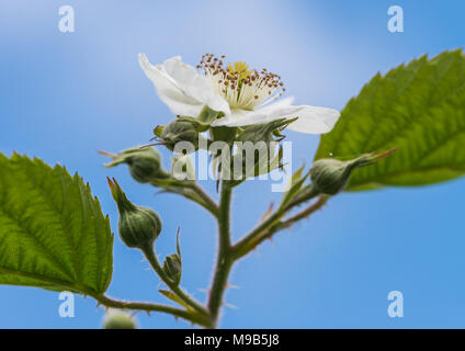 Un plan macro sur une fleur de ronce blanc tourné contre un ciel bleu. Banque D'Images