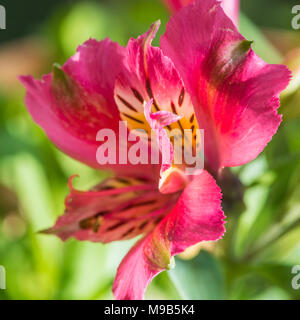 Un plan macro sur une lily péruvienne rouge. Banque D'Images