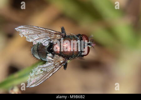 Une mouche de couleur cuivre pose sur une tige d'afficher l'aile dommages subis dans les accouplements multiples-Grèves Banque D'Images