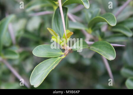 Arbre généalogique de la région semi-arides. L'interaction entre la beauté et les épines est un puissant d'imiter la vie. Il y a un besoin de la beauté d'être protégés. Banque D'Images