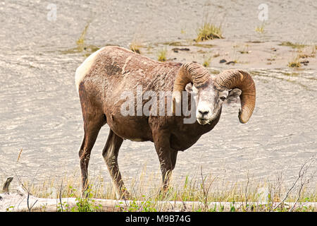 Un mouflon debout à côté de l'eau Banque D'Images