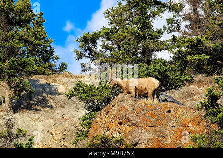 Un mouflon se dresse sur le sommet d'un monticule rocheux Banque D'Images