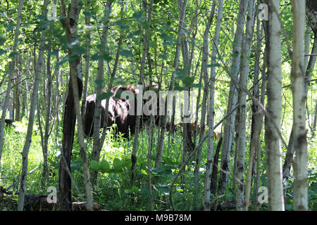 Un flou et buffalo calf vu à travers les arbres de la forêt Banque D'Images