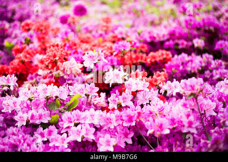 Azalées, rhododendrons Royal - Festival des fleurs en Corée Gunpo Banque D'Images