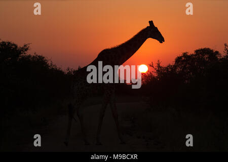 Girafe et le soleil dans l'Afrique du Sud, Kruger Banque D'Images