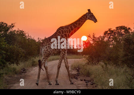 Girafe et le soleil dans l'Afrique du Sud, Kruger Banque D'Images