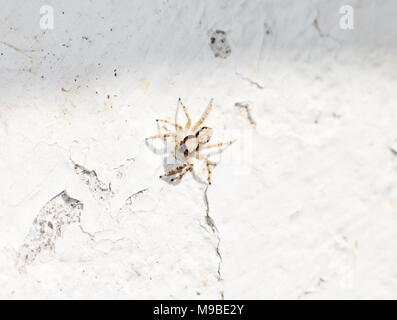 Le mur gris spider cavalier Menemerus bivittatus assis sur un mur blanc Banque D'Images