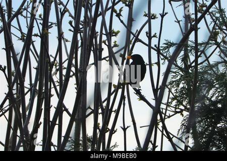 Blackbird perché sur branche d'arbre Banque D'Images