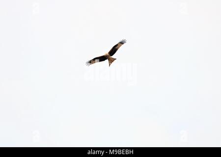 Red Kite bird flying in sky Banque D'Images