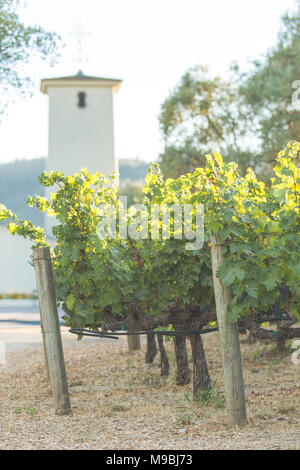 Vignes à la Robert Mondavi Winery avec la tour emblématique dans l'arrière-plan Banque D'Images