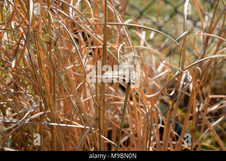 Domaine des roseaux dans un jardin. Arrière-plan de printemps ou d'hiver. Close up Banque D'Images