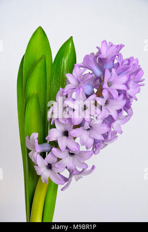 Jacinthe floraison lilas doux avec des feuilles vertes close up sur fond blanc isolé - belle détail de nature printemps Banque D'Images