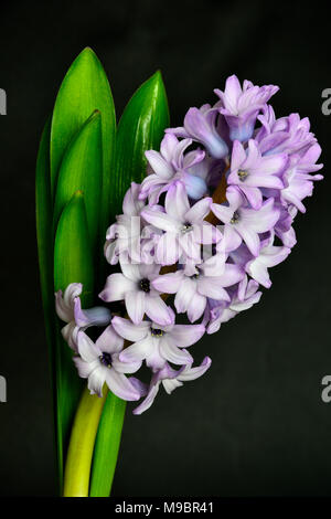 Jacinthe floraison lilas doux avec des feuilles vertes close up sur fond noir - isolé belle détail de nature printemps Banque D'Images