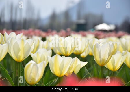 Srinagar, Jammu-et-Cachemire, Jashmir. 24Th Mar, 2018. Une vue générale de tulipes en fleurs dans la fameuse Indira Gandhi Memorial Tulip garden, de l'Asie, le plus grand jardin de tulipes de Srinagar, capitale d'été de Jashmirn cachemire. C'est le plus grand jardin de tulipes en Asie, répartis sur une superficie de 30 hectares. Il est situé dans la région de Siraj Bagh sur pied de gamme Zabarwan. C'est l'un des lieu d'attraction touristique à Srinagar. Credit : Abbas Idrees SOPA/Images/ZUMA/Alamy Fil Live News Banque D'Images